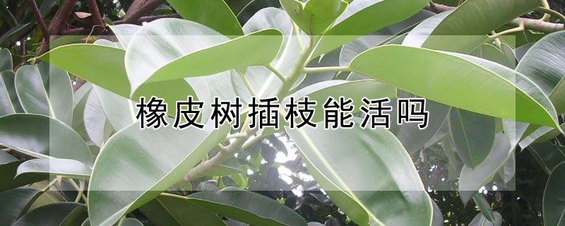 橡皮树插枝能活吗（橡皮树插枝能活吗视频）