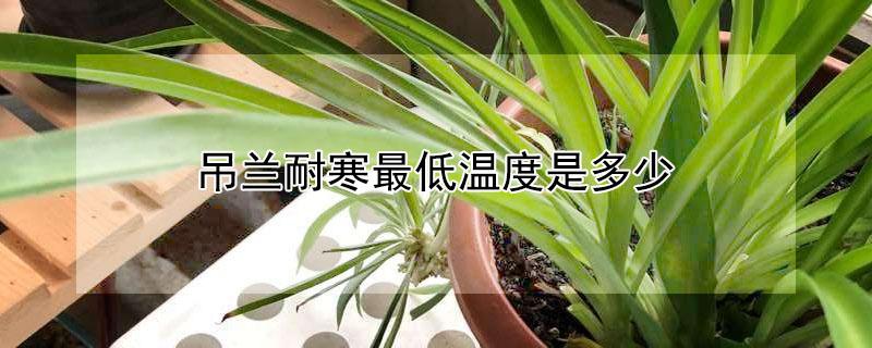 吊兰耐寒最低温度是多少（吊兰不宜放三大禁忌）