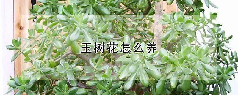 玉树花怎么养 玉树花怎么养护