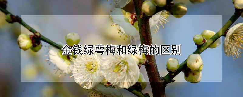 金钱绿萼梅和绿梅的区别 金钱绿萼梅花和绿梅区别