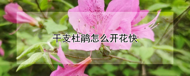 干支杜鹃怎么开花快 干支杜鹃怎么开花快些
