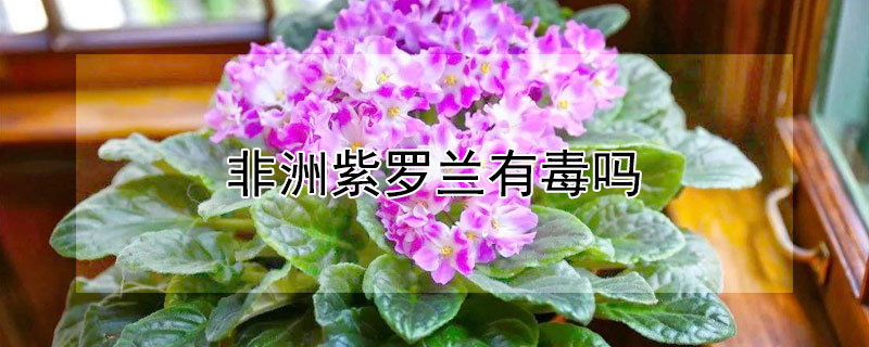 非洲紫罗兰有毒吗（非洲紫罗兰有毒吗能吃吗）