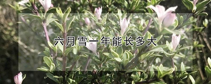 六月雪一年能长多大 六月雪生长期