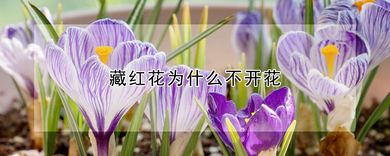 藏红花为什么不开花（藏红花为什么不开花呢）