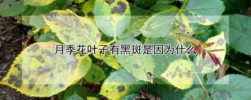 月季花叶子有黑斑是因为什么（月季花叶子有黑斑是怎么回事）