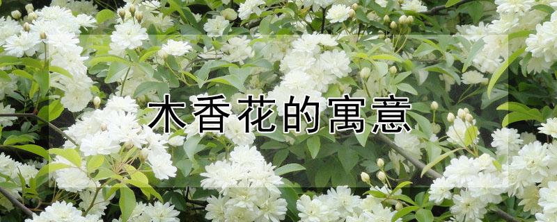 木香花的寓意（木香花的寓意和象征风水）