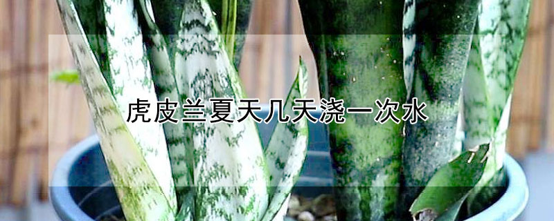 虎皮兰夏天几天浇一次水（虎皮兰夏天几天浇一次水好）