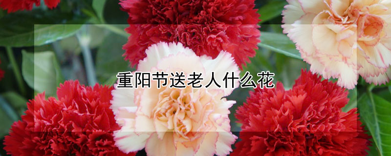 重阳节送老人什么花（重阳节送老人什么花比较好）