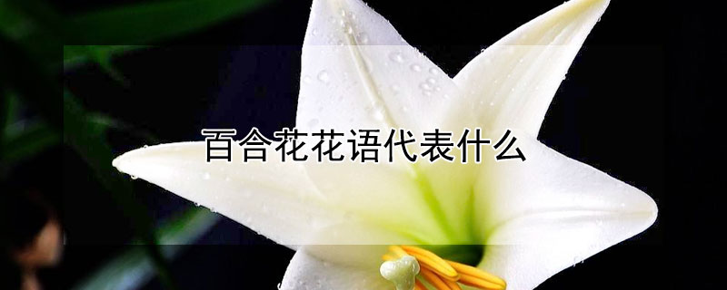 百合花花语代表什么（百合花花语代表什么象征意义）