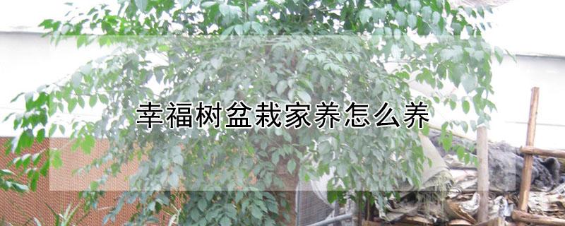 幸福树盆栽家养怎么养 幸福树如何盆栽