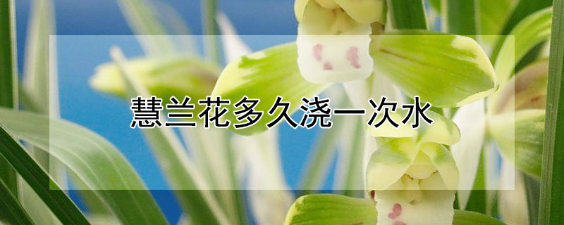 慧兰花多久浇一次水 惠兰花多久浇一次水