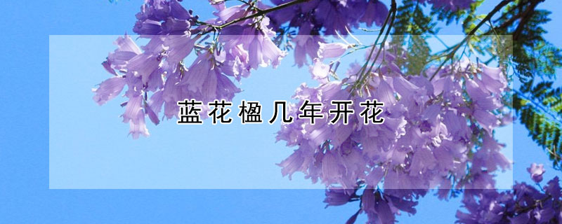 蓝花楹几年开花 蓝花楹为什么禁止种植