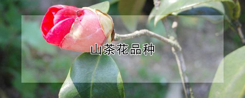山茶花品种（日本山茶花品种）