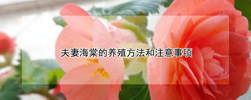 夫妻海棠的养殖方法和注意事项 夫妻海棠的养殖方法和注意事项 盆栽