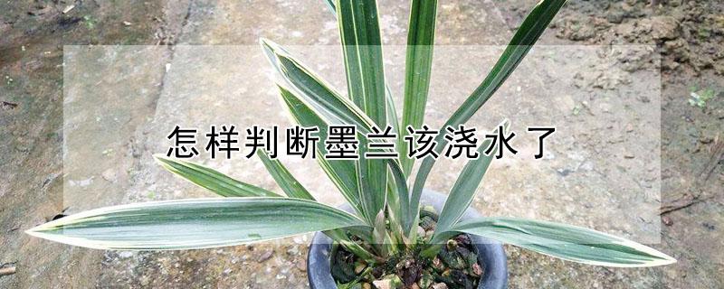 怎样判断墨兰该浇水了 怎样判断墨兰该浇水了没有