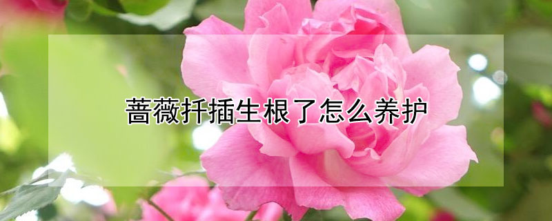 蔷薇扦插生根了怎么养护（蔷薇扦插生根多久可以移栽）