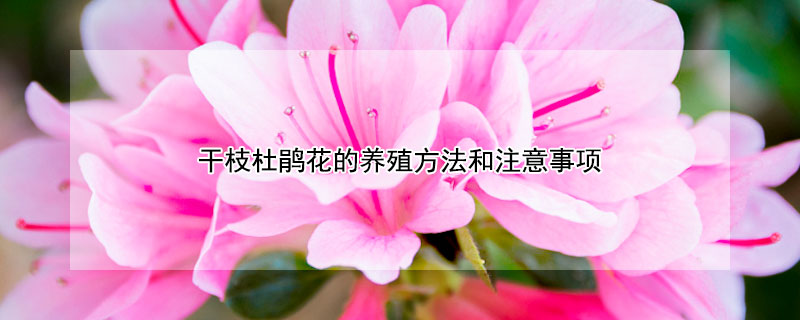 干枝杜鹃花的养殖方法和注意事项（干枝杜鹃花的养殖方法和注意事项视频）