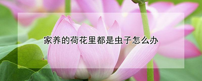 家养的荷花里都是虫子怎么办（家养荷花有虫用什么药）