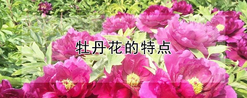 牡丹花的特点 牡丹花的特点和象征意义