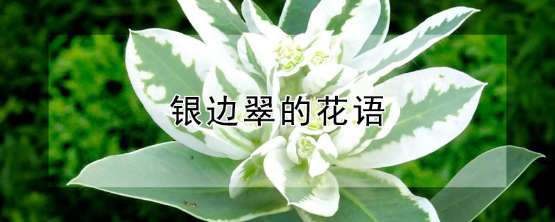 银边翠的花语（银边翠花期）