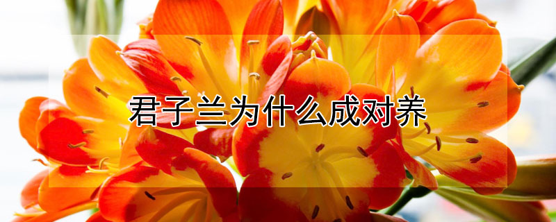 君子兰为什么成对养 君子兰为什么养不好