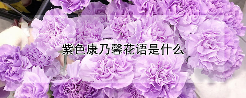 紫色康乃馨花语是什么 紫色康乃馨花语是什么意思