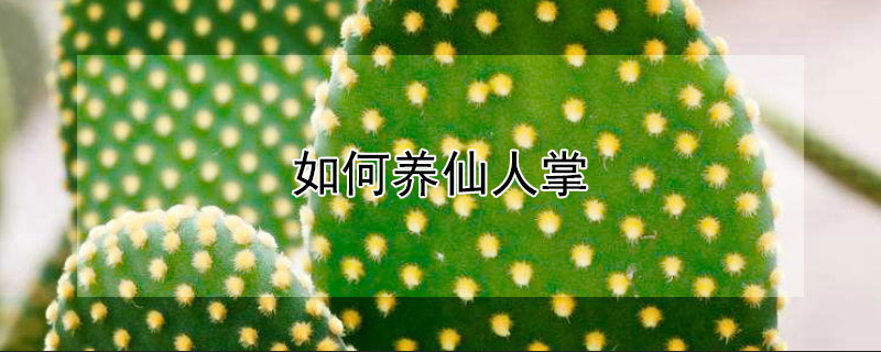 如何养仙人掌（如何养仙人掌才发芽）