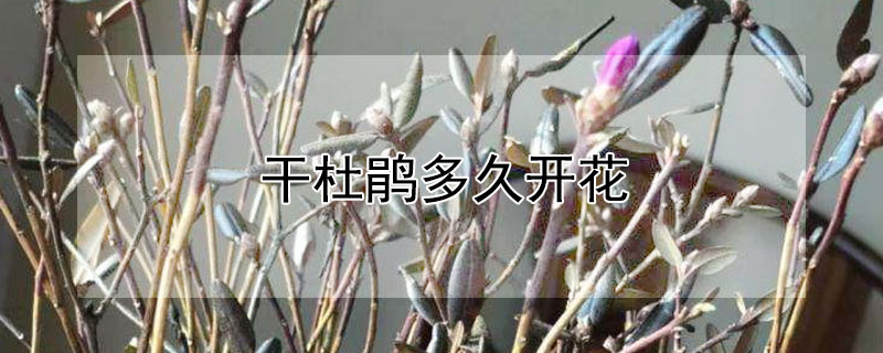 干杜鹃多久开花 干杜鹃开花后能活多久