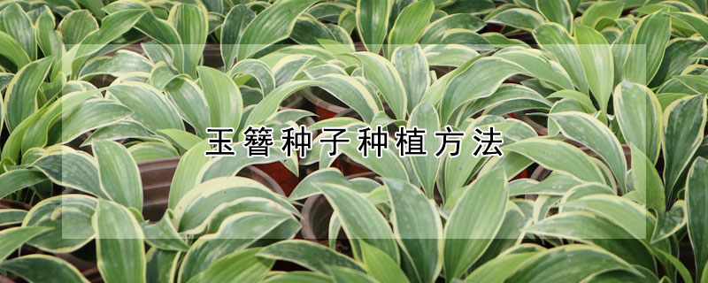 玉簪种子种植方法 玉簪种子种植方法图片