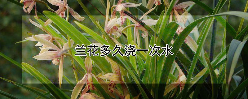 兰花多久浇一次水（室内兰花多久浇一次水）
