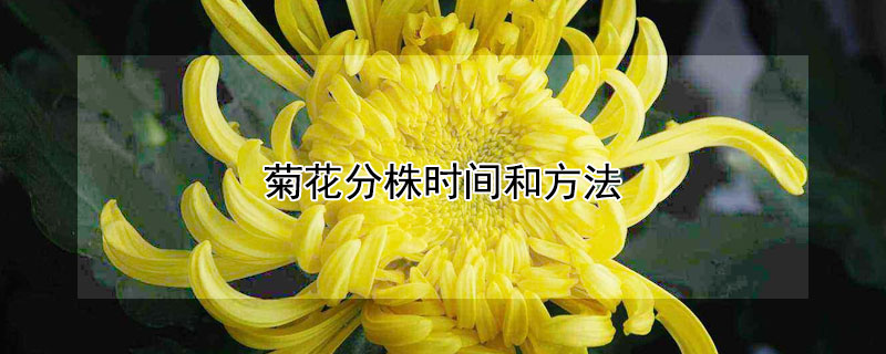 菊花分株时间和方法 菊花分株后怎么养护