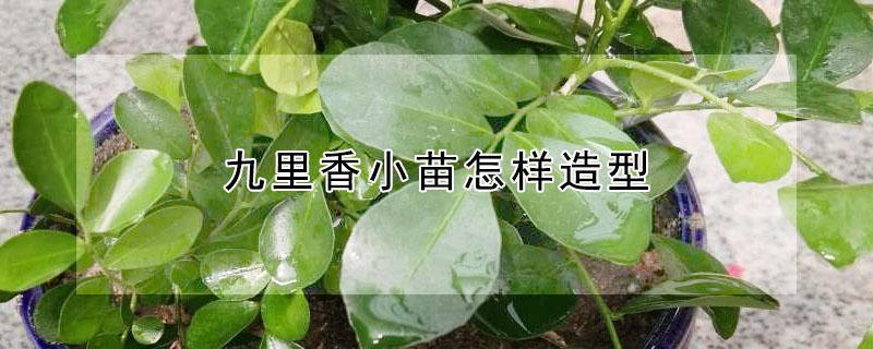 九里香小苗怎样造型（九里香小苗怎么才能长得粗壮）