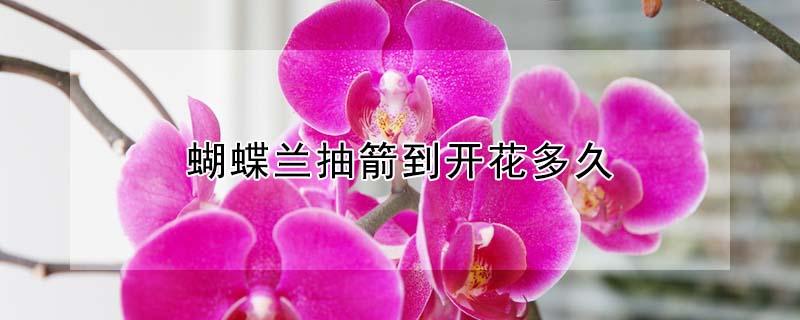 蝴蝶兰抽箭到开花多久 蝴蝶兰抽箭到开花多久能开花