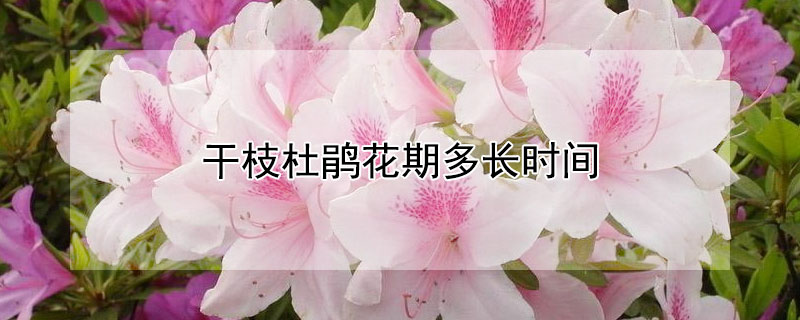 干枝杜鹃花期多长时间 干枝杜鹃花期多长时间