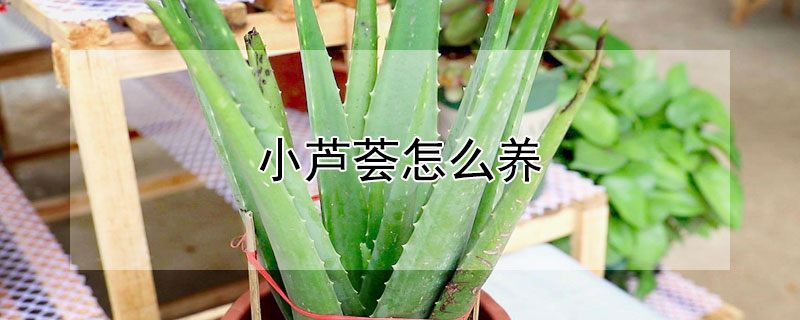 小芦荟怎么养 小芦荟怎么养才能更旺盛