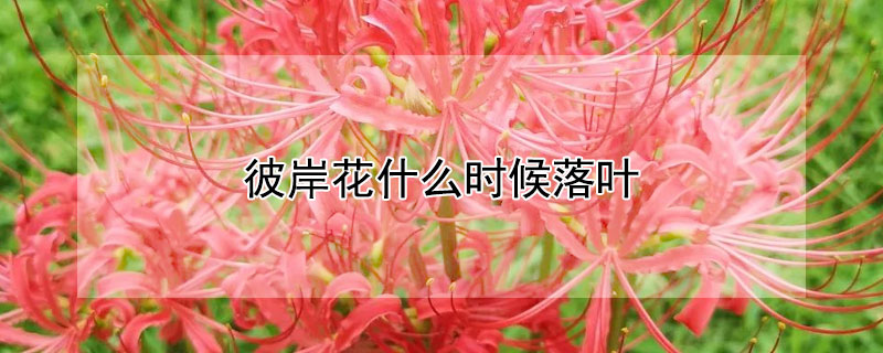 彼岸花什么时候落叶 彼岸花什么时候掉叶子