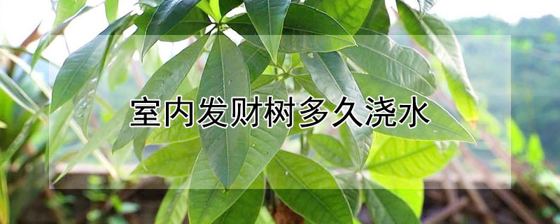 室内发财树多久浇水 室内发财树多久浇水一次好