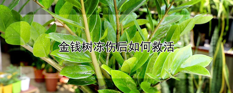 金钱树冻伤后如何救活 金钱树被冻了怎么办
