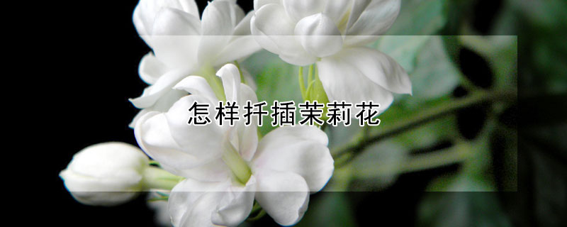 怎样扦插茉莉花（怎么扦插茉莉花?）