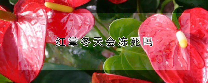 红掌冬天会冻死吗（红掌冬天会冻死吗视频）