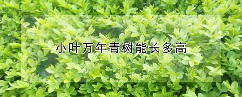 小叶万年青树能长多高 小叶万年青树能长多高啊