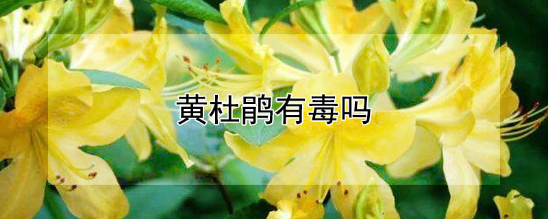 黄杜鹃有毒吗（黄杜鹃有毒吗能吃吗）