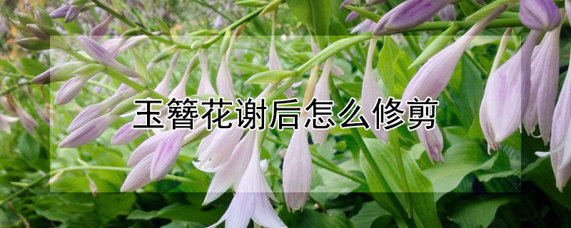 玉簪花谢后怎么修剪（玉簪花开花后怎么修剪）