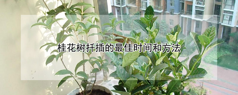 桂花树扦插的最佳时间和方法（桂花树的扦插方法及时间）