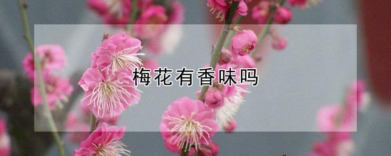 梅花有香味吗（宫粉梅花有香味吗）