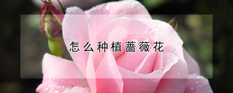 怎么种植蔷薇花（怎么种植蔷薇花种子）