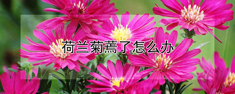 荷兰菊蔫了怎么办 荷兰菊枯萎了怎么办