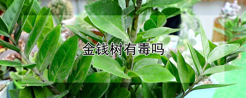 金钱树有毒吗 金钱树有毒吗适合在室内养吗