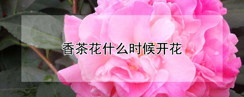 香茶花什么时候开花（香茶花什么时候开花结果）