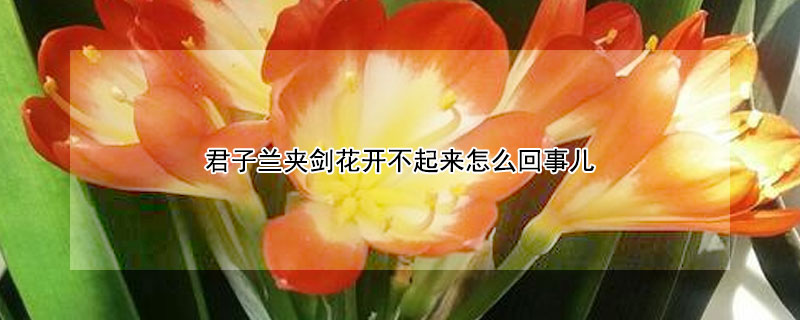 君子兰夹剑花开不起来怎么回事儿 君子兰夹剑开花了怎么办